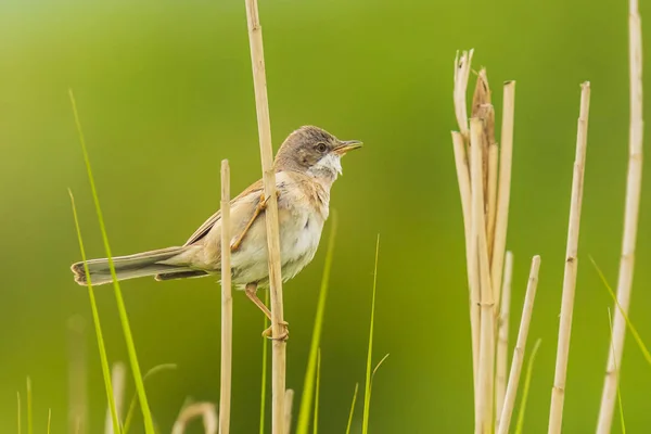 Whitethroat bird, Sylvia communis, foraging in a meadow — Stock Photo, Image