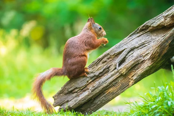 Fechar de um esquilo vermelho eurasiano, Sciurus vulgaris, comendo nozes — Fotografia de Stock