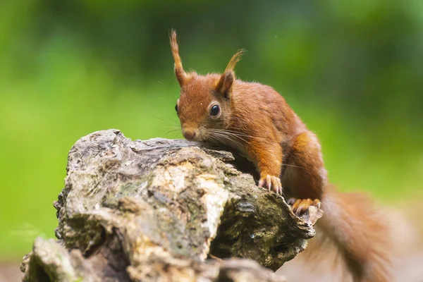 Closeup de um esquilo vermelho, Sciurus vulgaris, seaching food and e — Fotografia de Stock