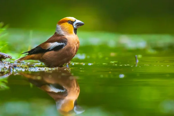 Closeup of a beautiful male wet hawfinch, Coccothraustes coccoth — Stock Photo, Image