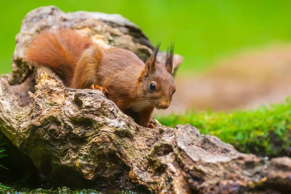 Closeup de um esquilo vermelho, Sciurus vulgaris, seaching food and e — Fotografia de Stock