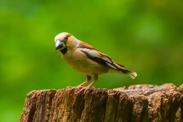 Schöne Weibchen, coccothraustes coccothraustes, songbi — Stockfoto