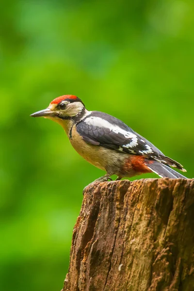 Gros plan d'un grand pic tacheté (Dendrocopos major) perche — Photo