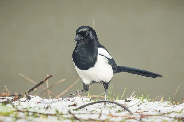 Eurasische Elster oder gemeine Elster pica pic) auf einer Wiese spazieren i — Stockfoto