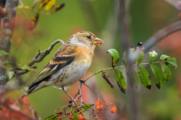 Oiseau ronce, Fringilla montifringilla, dans les aliments pour plumage hivernal — Photo