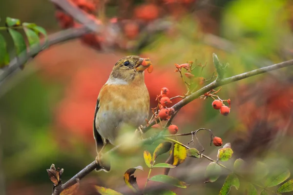 Brambling bird, Fringilla montifringilla, en invierno plumaje alimentación — Foto de Stock
