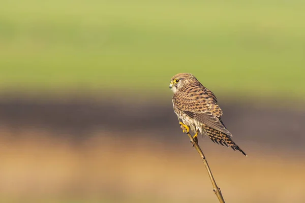 Turmfalke Falco Tinnunculus Greifvogel in Großaufnahme — Stockfoto