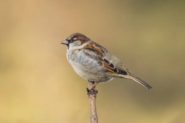 Closeup of a male House Sparrow bird (passer domesticus) foragin — Stock Photo, Image