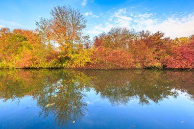 Küçük nehir ile Sonbahar renkli orman manzara