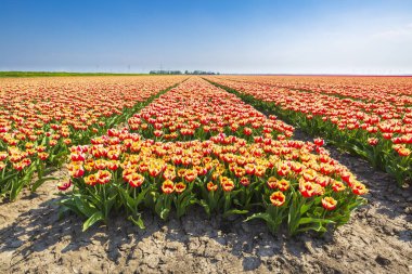 Renkli Hollanda Lale çiçek alan ve Hollan bir yel değirmeni