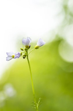 Cuckooflower Cardamine pratensis abstract, oluşturma USI soyut