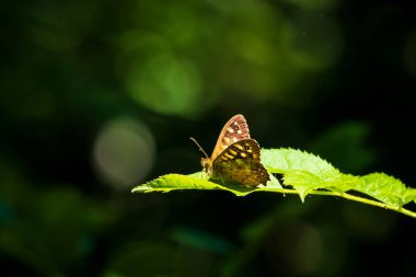 Benekli ahşap kelebek Pararge aegeria yan görünüm