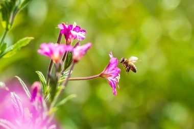 Bal arısı Apis mellifera tozlaşma pembe büyük tüylü söğüt