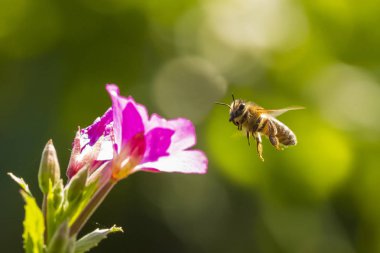 Bal arısı Apis mellifera tozlaşma pembe büyük tüylü söğüt