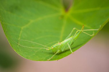 Meconema thalassinum, meşe çalı-kriket veya davul katydid,