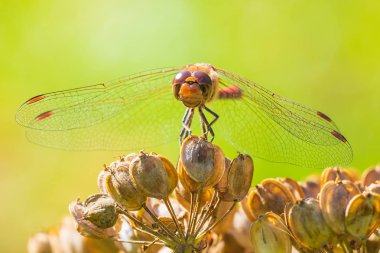 Sympetrum vulgatum, darter veya bıyıklı darter ön vi