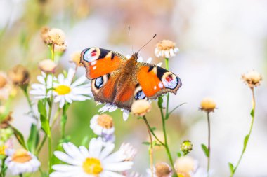 Aglais io, Tavus kuşu kelebek tozlaşma