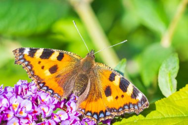 Aglais urticae küçük kaplumbağa kabuğu kelebek üst görünümü izole b