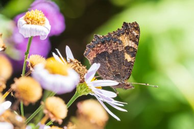 Aglais urticae küçük kaplumbağa kabuğu kelebek yan görünümü kapalı wi