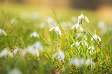 Ortak kardelen Galanthus nivalis çiçekler güneş ışığında çiçeklenme