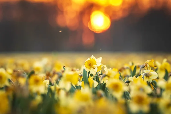 Bunt blühendes Blumenfeld mit gelber Narzisse oder Narzisse — Stockfoto