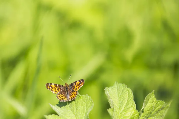 Pohled na mapu motýlka (araschnia Levana) na vrcholu jarní čas jaro — Stock fotografie