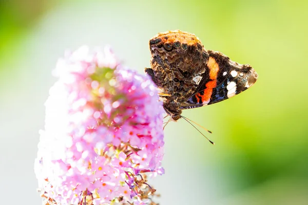 Red Admiral butterfly, Vanessa atalanta, feeding nectar from a p