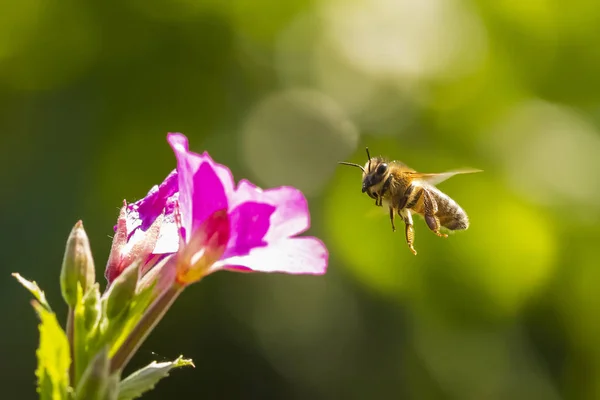 Опыление медовой пчелы Apis mellifera на розовой большой волосатой иве — стоковое фото