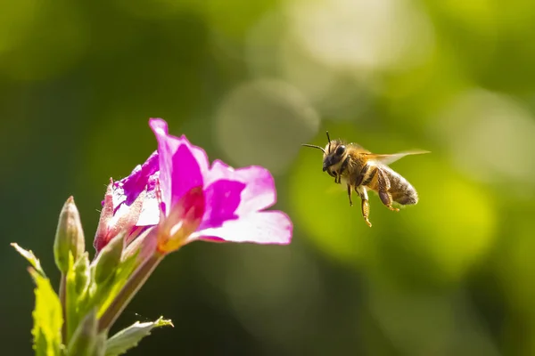 Honigbiene apis mellifera Bestäubung auf rosa großen haarigen Weiden — Stockfoto