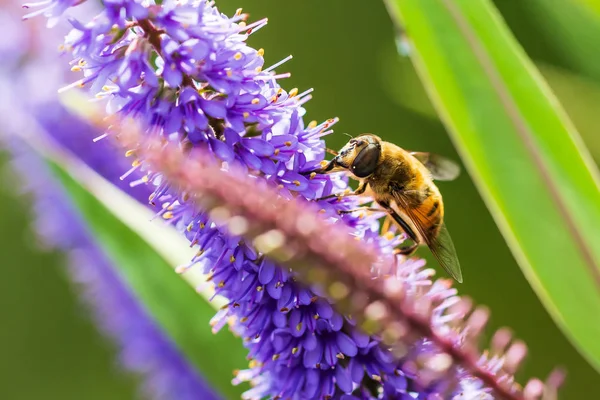 Drone latać Eristalis Tenax owadów karmienia w słoneczny dzień — Zdjęcie stockowe