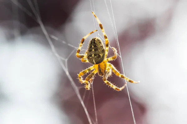 Cross Spider, Araneus diadematus, i en webb — Stockfoto