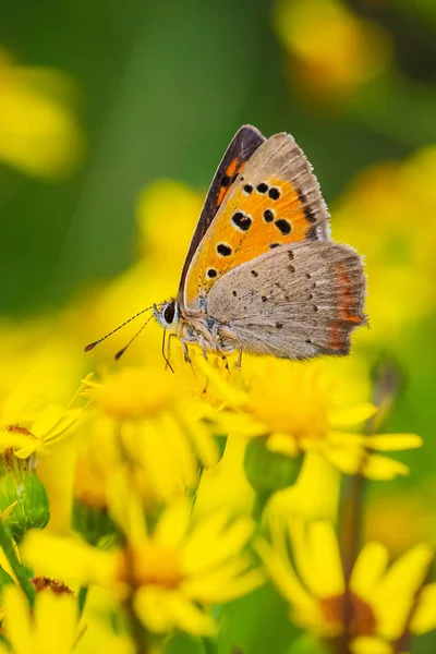 Petit papillon cuivré ou commun lycaena phlaeas close seup — Photo