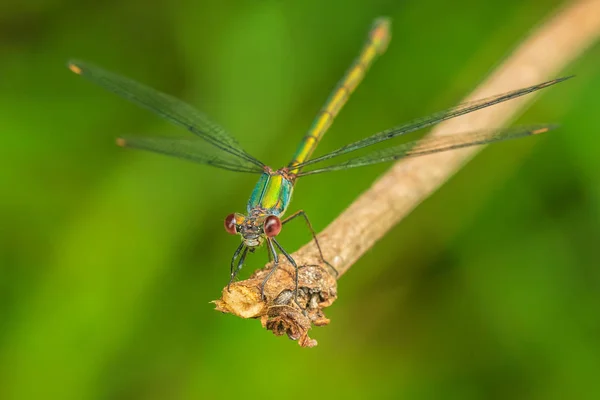 Chalcolestes viridis ala de damisela esmeralda sauce occidental — Foto de Stock