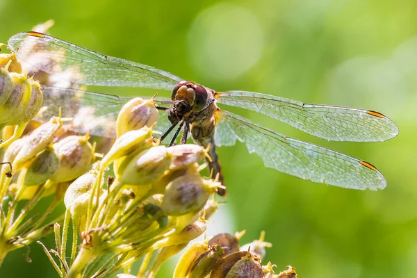 Sympetrum vulgatum Vagrant darter eating prey — Stock Photo, Image