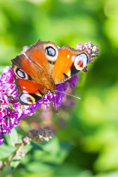 Aglais io, néctar de alimentación de mariposa de pavo real de una mantequilla púrpura —  Fotos de Stock