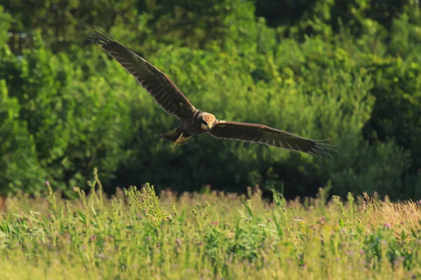 Feamel Western marsh harrier, Circus aeruginosus, caza — Foto de Stock