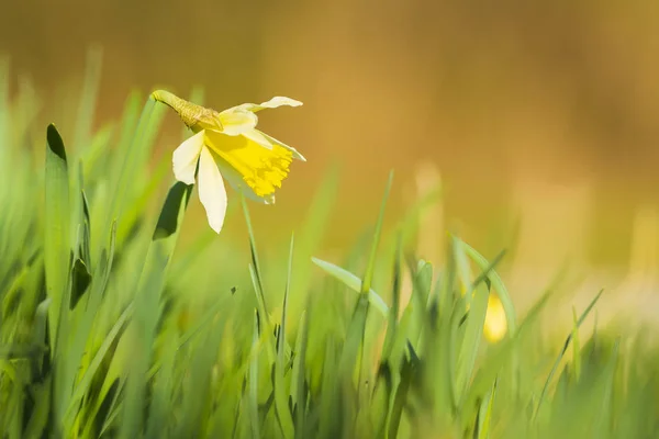 Flor de narciso amarillo o lirio cuaresmal, Narcissus pseudonarcissus , —  Fotos de Stock