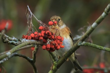 Brambling kuş , Fringilla montifringilla, kış tüyleri yem