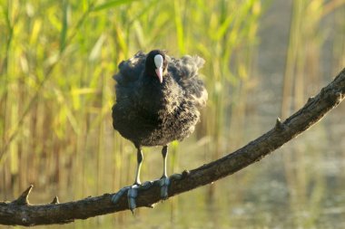 Fulica atra, Avrasya yosunu, su kuşu