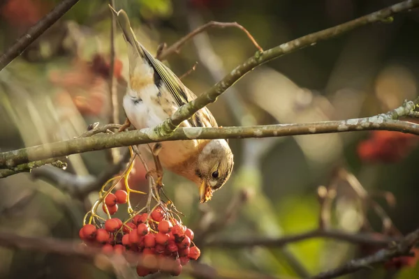 Brambling bird, Fringilla montifringilla, in winter plumage feed — Stock Photo, Image