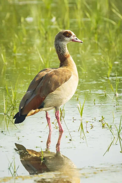 Egyptian goose Alopochen aegyptiacus on water — 스톡 사진