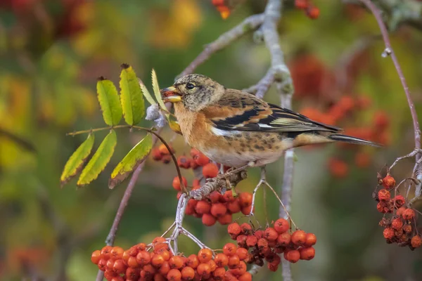 Macho Brambling bird, Fringilla montifringilla, en plumaje de invierno —  Fotos de Stock