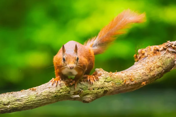 Esquilo vermelho eurasiano curioso, Sciurus vulgaris, correndo e caindo — Fotografia de Stock