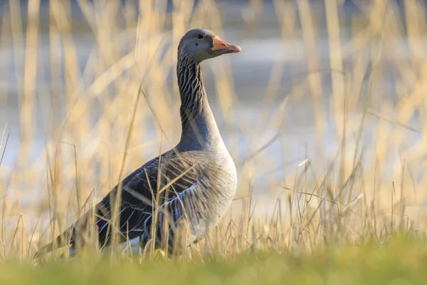 Oie gris, Anser anser, se reposant dans une prairie pendant le printemps — Photo