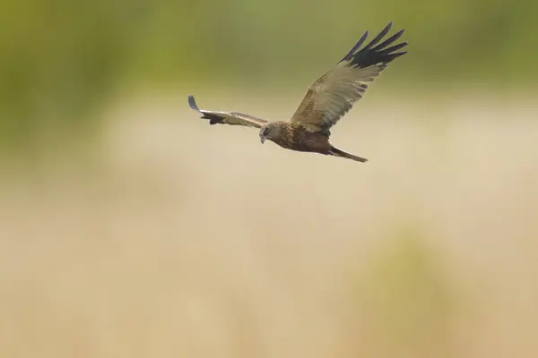 Masculino ocidental pântano harrier, circo aeruginosus, caça — Fotografia de Stock