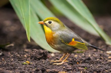 Leiothrix lutea Kırmızı gagalı leiothrix veya Japon bülbülü
