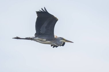 Büyük mavi balıkçıl Ardea herodias uçan