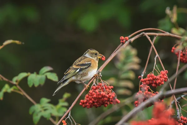 Pássaro Brambling, Fringilla montifringilla, na alimentação da plumagem do inverno — Fotografia de Stock