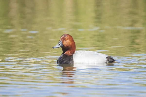 Primer plano de un macho pochard común Aythya ferina natación —  Fotos de Stock