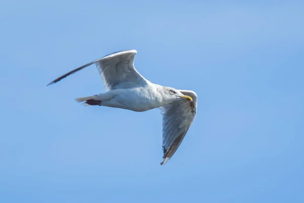 Meeuw vliegen boven water — Stockfoto